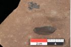 Foto (Detailansicht) von Pinus palaeostrobus Ettingshausen (NHMW-GEO-2024-0188-0196)
